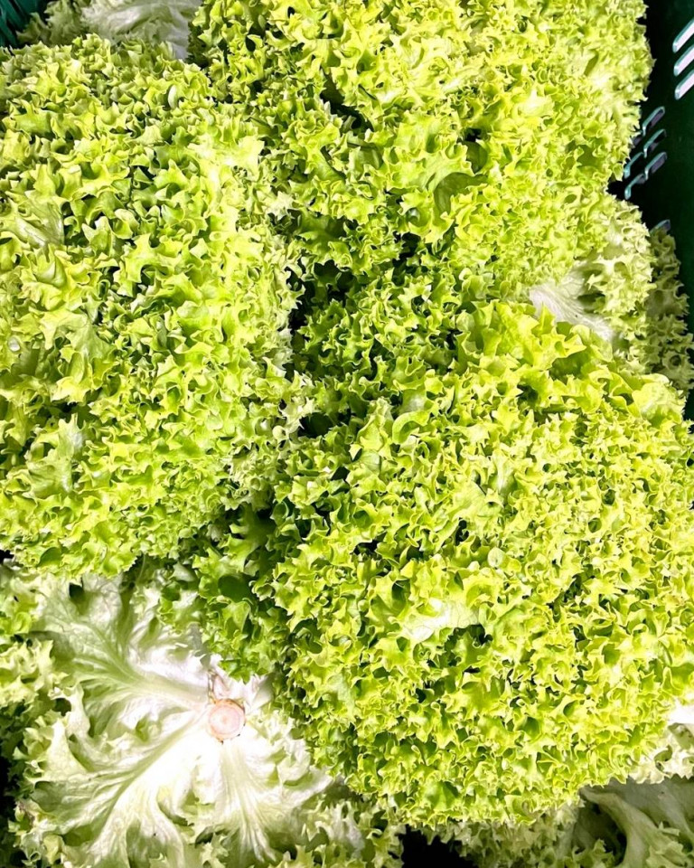 Salata Lollo verde, ECO